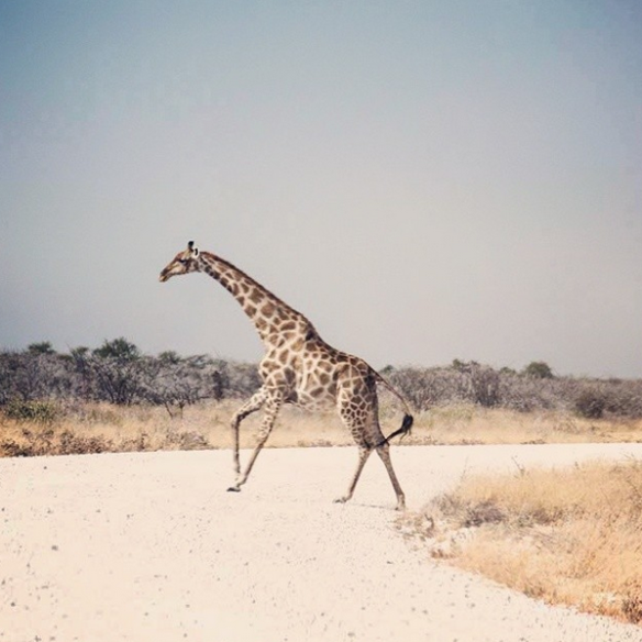 Etosha National Park Safari