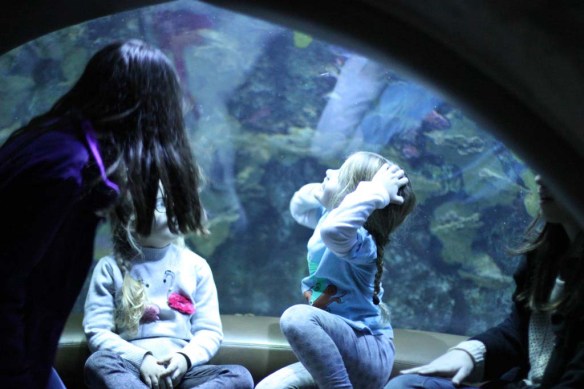 Tennessee Aquarium 